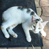 Picture of cat lost at Ambares