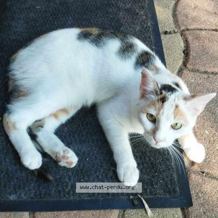 Photo 1/1 Pimprenelle Chat lost in Ambares