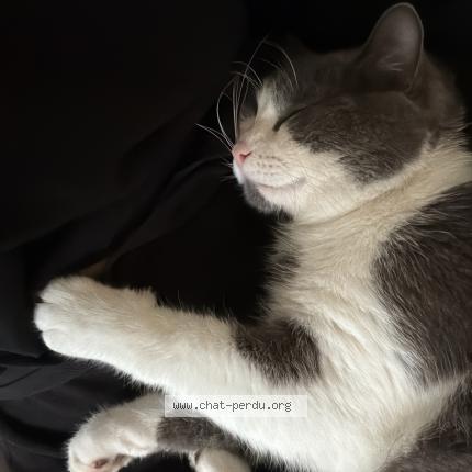 Photo 1/1 Odin Chat lost in Montauban