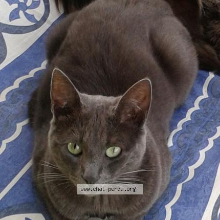 Photo 1/1 Silver Chat lost in Saint molf