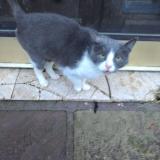 Picture of cat lost at Epinal 88000