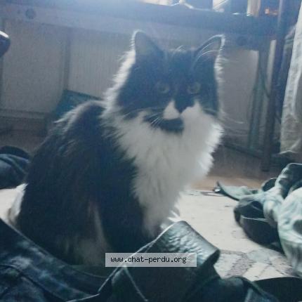 Photo 1/1 Soupe Chat lost in Evere