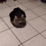 Picture of cat lost at Les Martres De Veyre