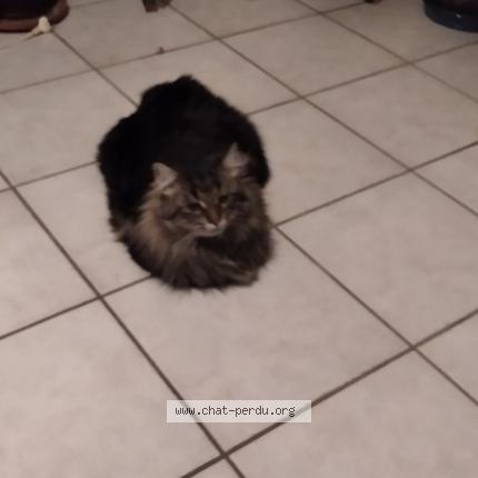 Photo 1/1 Cat reunited Lost in Les martres de veyre