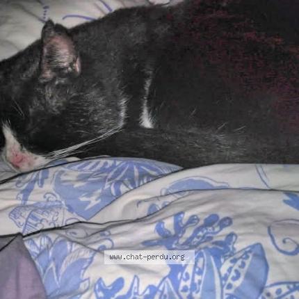 Photo 1/1 L&eacute;on Chat lost in Aubagne