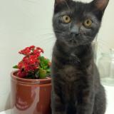 Picture of cat lost at Puiseux En France