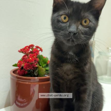 Photo 1/1 Ponyo Chat lost in Puiseux en france