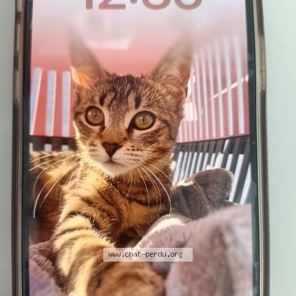 Photo 1/1 Stella Chat lost in Toulouse