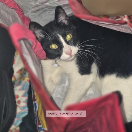 Photo 1/1 Viny Chat lost in Coursan