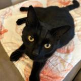 Picture of cat lost at Vaumoise