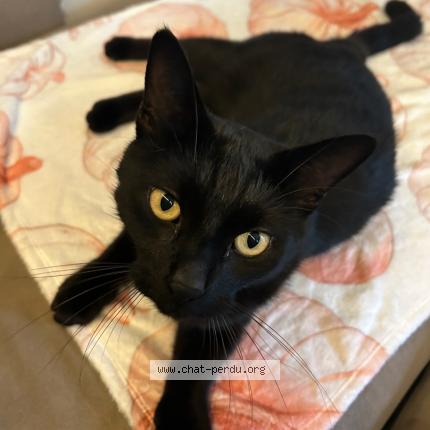 Photo 1/1 Ramses Chat lost in Vaumoise