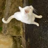 Picture of cat lost at Montignac