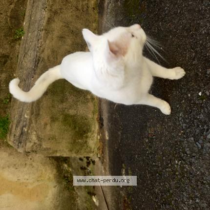 Photo 1/1 Tycoeur Chat lost in Montignac