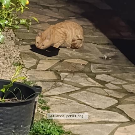 Photo 1/1 Found cat Found in Marseille