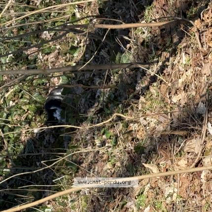 Photo 1/1 Found cat Found in Vincennes