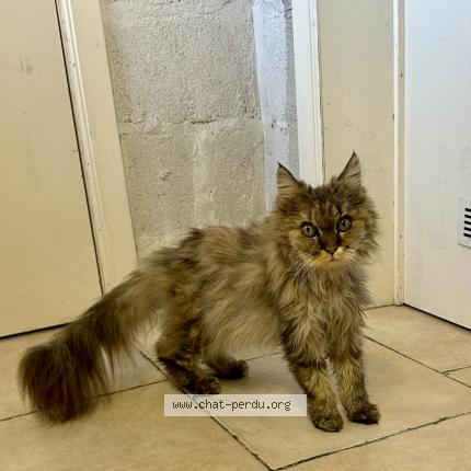 Foto van gevonden kat in Limal
