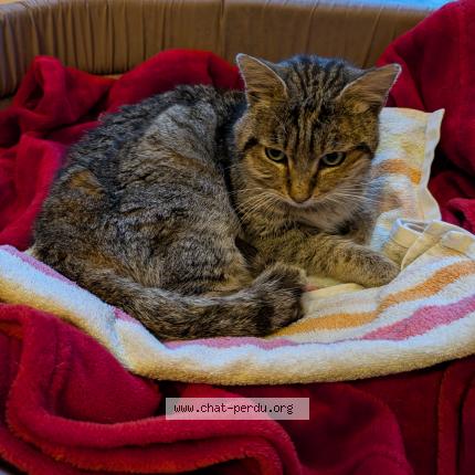 Photo 1/1 Found cat Found in Gaillac