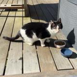 Picture of cat found at Fleury Les Aubrais