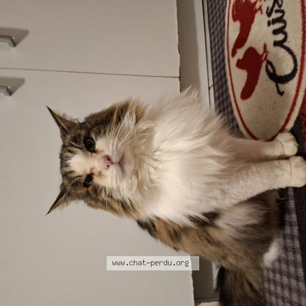 Photo 1/1 N&eacute;mo Chat lost in Epehy