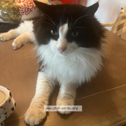 Photo 1/1 Mon bibi Chat lost in La talaudiere