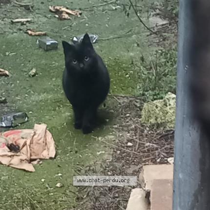 Photo 1/1 Found cat Found in Pithiviers