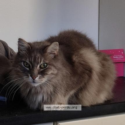 Photo 1/1 Cash Chat lost in Narbonne