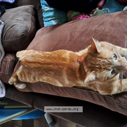 Photo 1/1 Tigrou Chat lost in Camiers