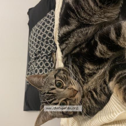 Photo 1/1 Venom Chat lost in Chemille