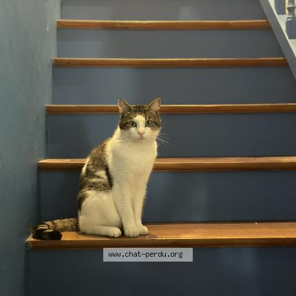 Photo 1/1 Outhred Chat lost in Joue les tours