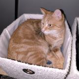 Picture of cat lost at Monchecourt