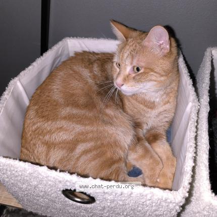 Photo 1/1 Simba Chat lost in Monchecourt