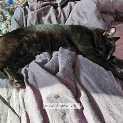 Photo 1/1 Marie-Amelie Aparicio Chat lost in Campagne sur aude