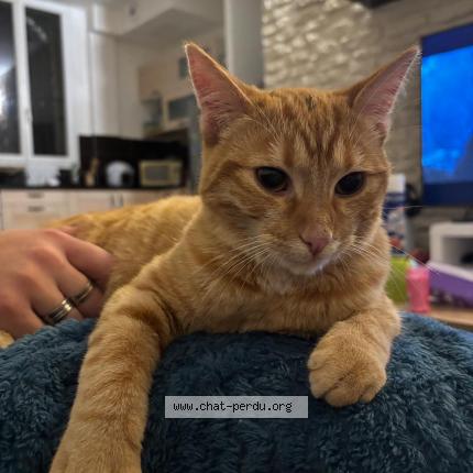 Photo 1/1 Tango Chat lost in Corbeil essonnes