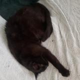 Picture of cat lost at Auxerre