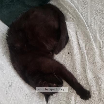 Photo 1/1 Batman Chat lost in Auxerre