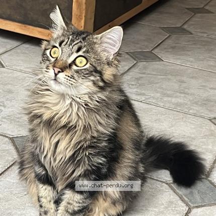 Photo 1/1 ETHAN Chat lost in Montbeliard