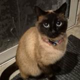 Picture of cat lost at 13390 Auriol