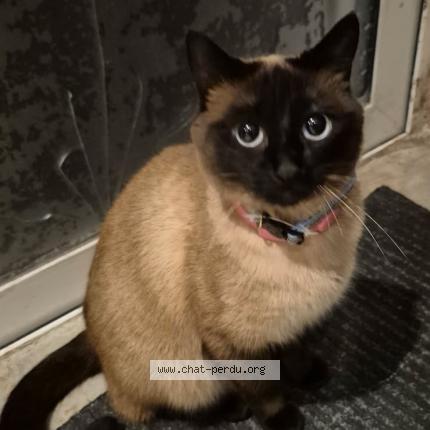 Photo 1/1 Chanel Chat lost in 13390 auriol