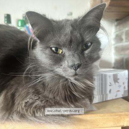 Foto 1/1 Kat teruggevonden Vermist in Houdeng Goegnies