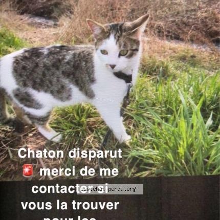 Photo 1/1 Sthella Chat lost in Wasselone