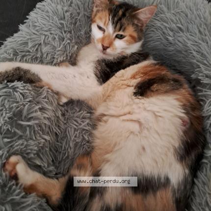 Photo 1/1 Raiponce Chat lost in Saint gilles croix de vie
