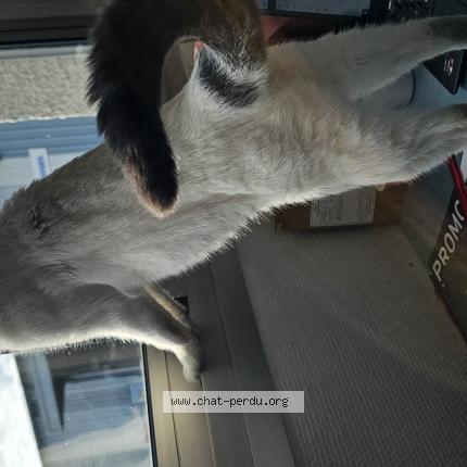 Photo 1/1 Found cat Found in Saint laurent blangy