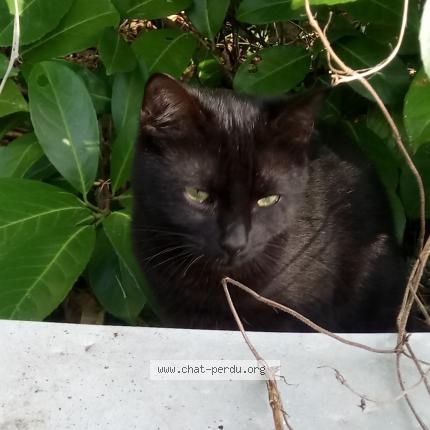 Photo 1/1 Cat reunited Found in Carcans