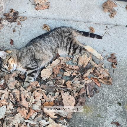 Photo 1/1 Found cat Found in Planfoy