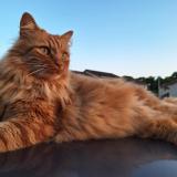 Picture of cat lost at Condat Sur Vienne