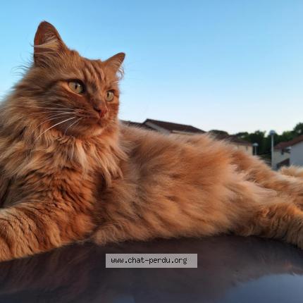 Photo 1/1 Oggy Chat lost in Condat sur vienne