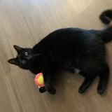 Picture of cat lost at May Sur Orne