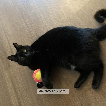 Photo 1/1 Mazout Chat lost in May sur orne