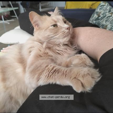 Photo 1/1 Sina&iuml; Chat lost in Bondoufle