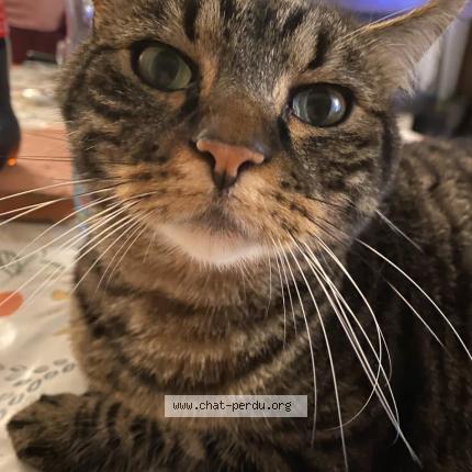 Photo 1/1 Marcel Chat lost in Le bailleul